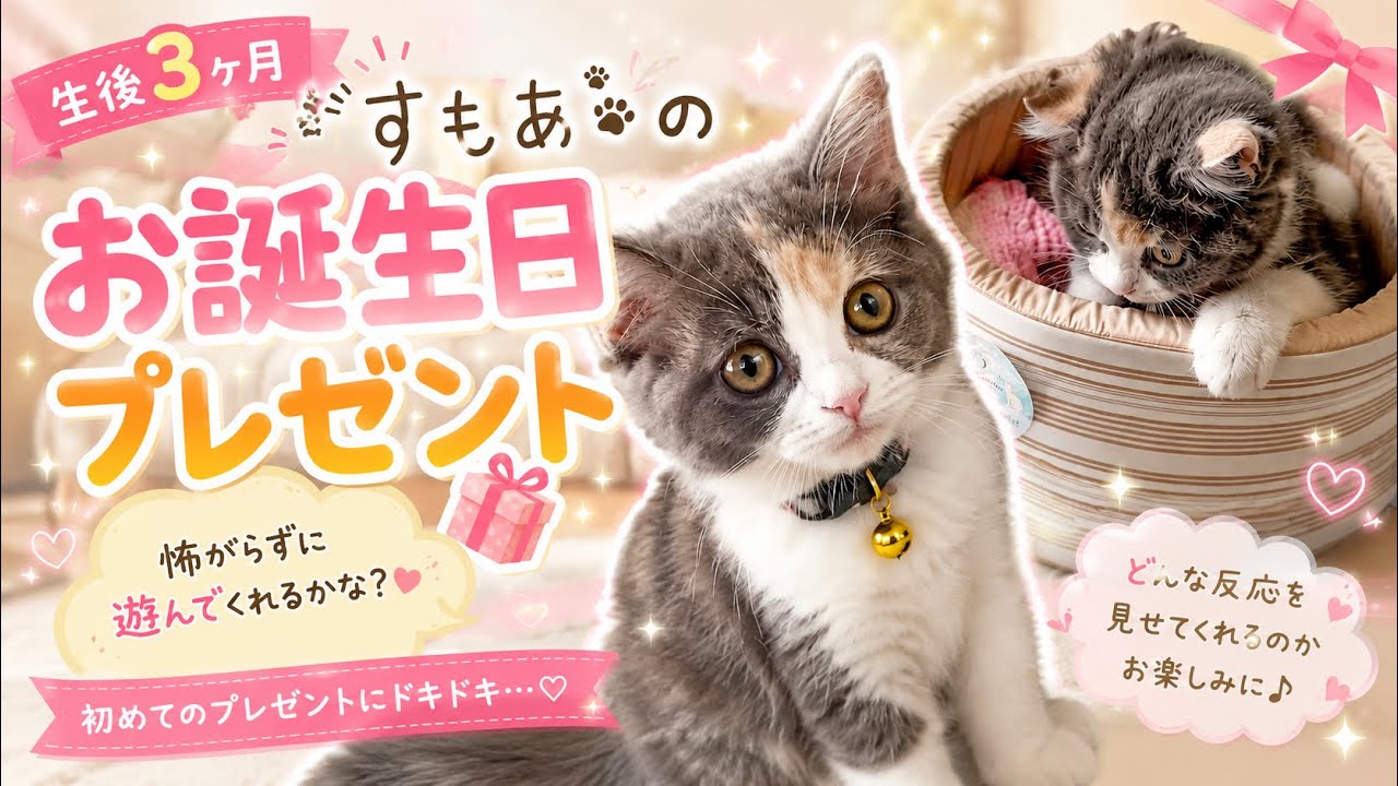 生後3ヶ月】子猫に誕生日プレゼント🎁反応が可愛すぎた… - YouTube