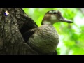 Reproducción de Aves de Nuestra América
