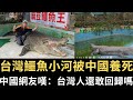 台灣鱷魚🐊小河被中國養死 中國網友嘆：南望王師又一年 台灣人還敢「回歸」嗎？【直播精華】（2023/10/27）