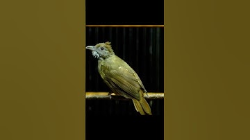KAPAS TEMBAK GACOR NGEBREN NEMBAK PANJANG #kapastembak #birds #kapastembakgacor