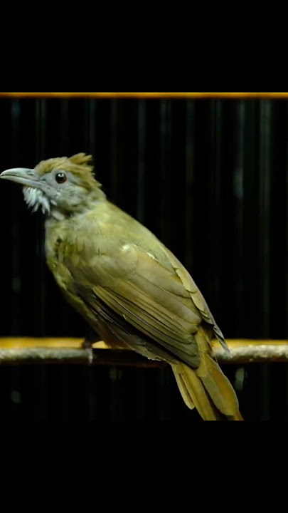 KAPAS TEMBAK GACOR NGEBREN NEMBAK PANJANG #kapastembak #birds #kapastembakgacor