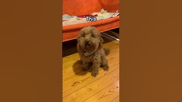 We now interrupt your doomscrolling#puppy #funnymemes #viralshorts #fypage ￼