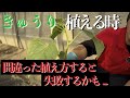 【きゅうり】最初が肝心！正しい植え方と失敗しないためにやるべきこととは