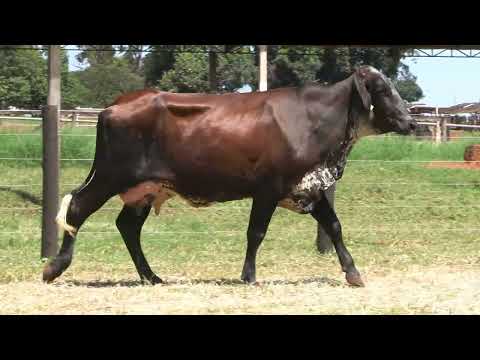 LOTE 35 • 28º LEILÃO MATRIZES TOP LEITE GIROLANDO BELA VISTA • 2808
