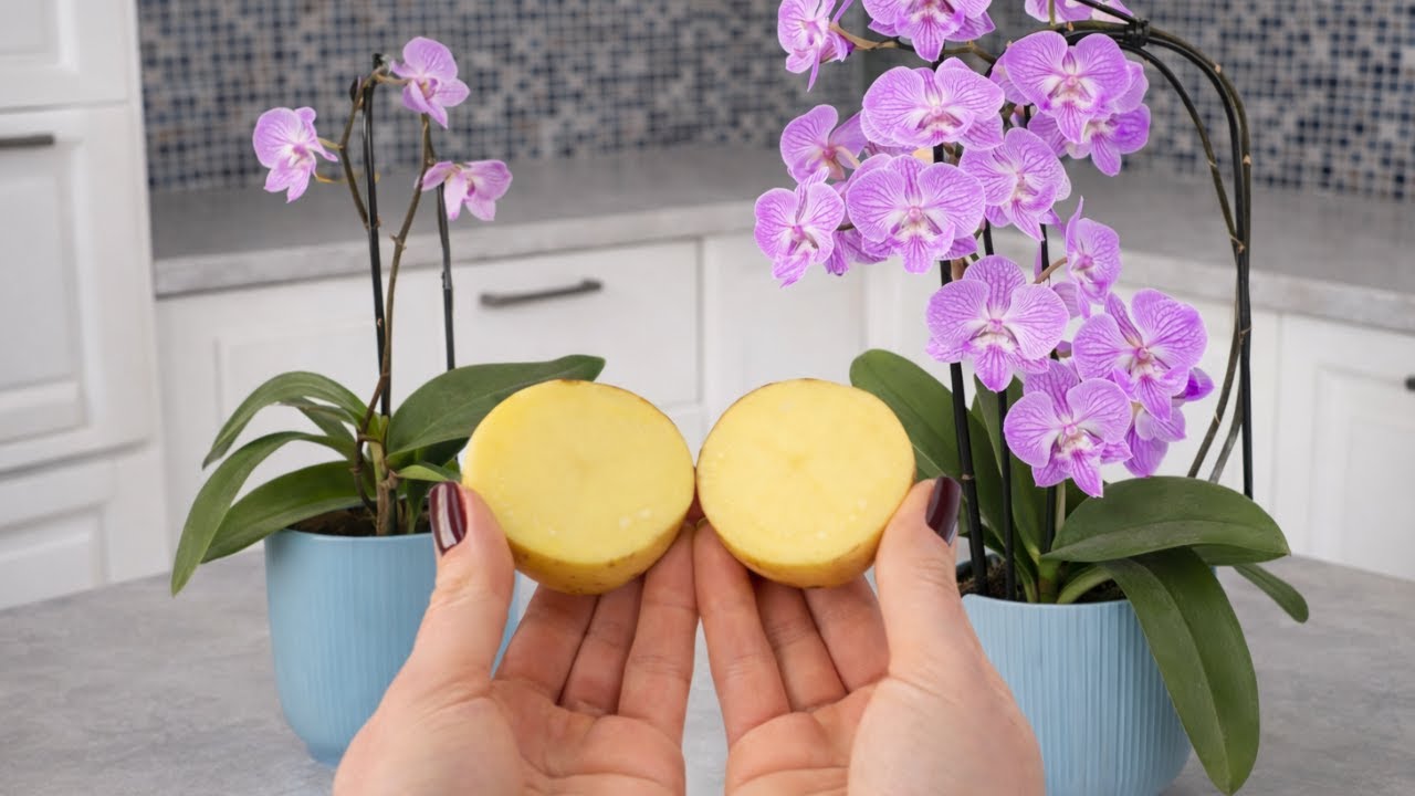 Я поставила это под свою орхидею, и она буквально расцвела.