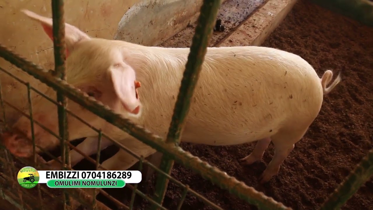 Okulunda embizi part three