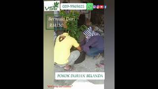 Durian Belanda Hybrid In Growbag Vse Plants