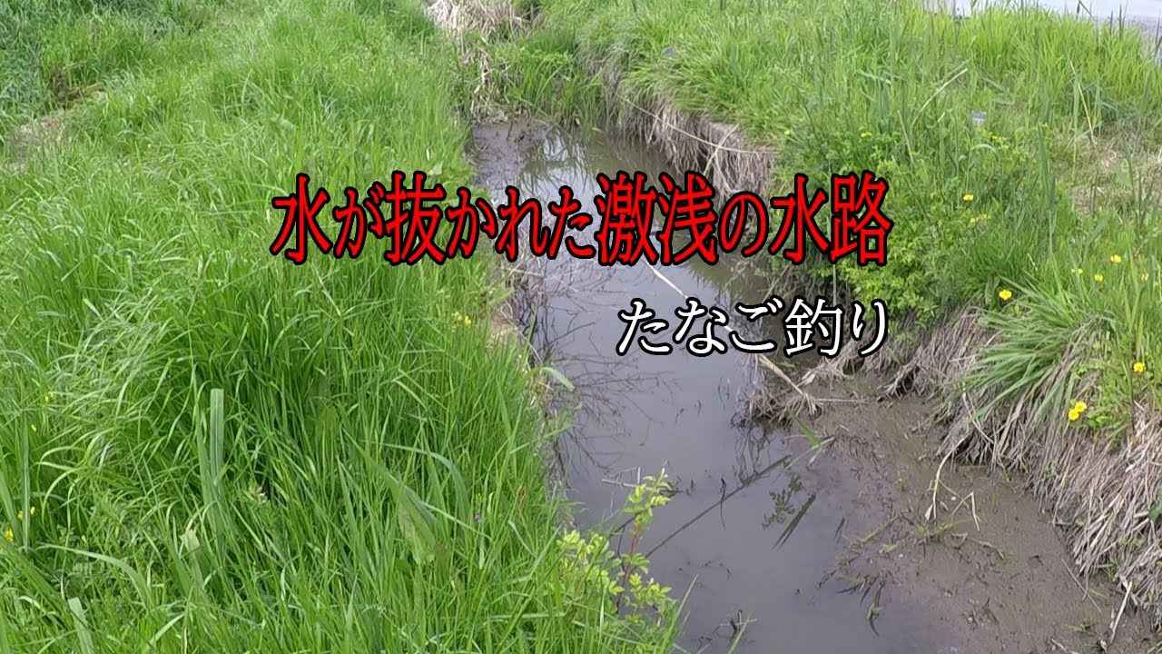 雫極みタナゴ竿『節』開封レビュー 【タナゴ釣り】 SHIZUKU 雫