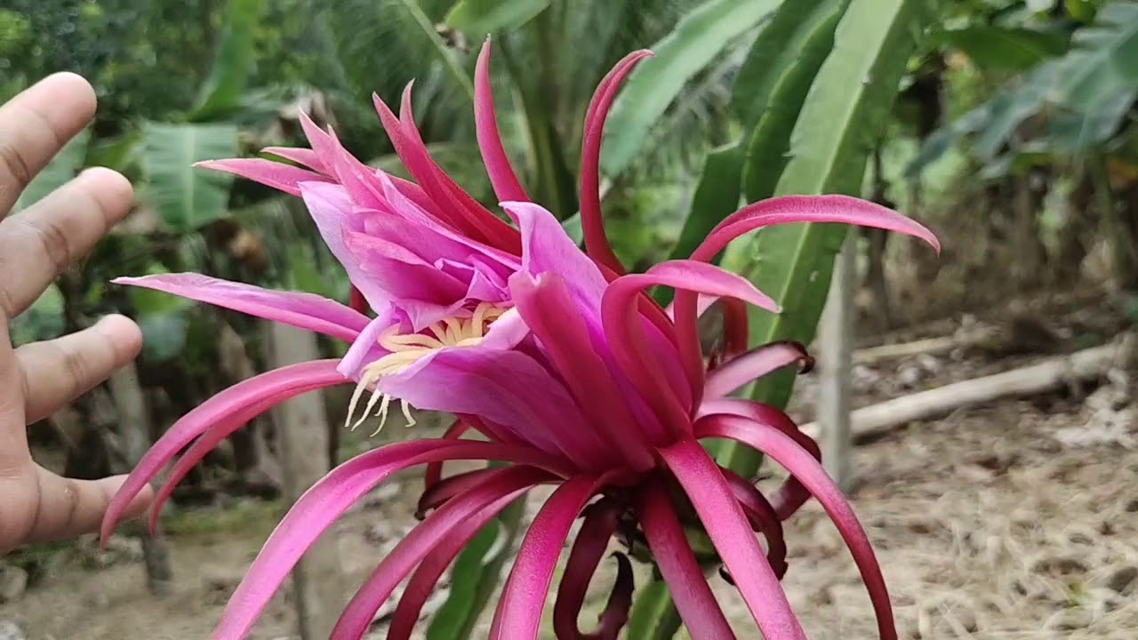 How AX dragon fruit Hybrid looks like a day after Blooming YouTube
