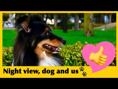 【縦撮動画】夜のシェットランドシープドッグ〜寒い冬の季節は得意でございます〜《Vertical Video》The Night Shetland Sheepdog トライカラー tri-color