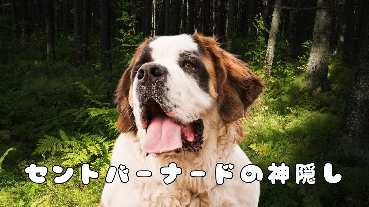セントバーナードの神隠し【MV】
