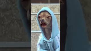 #Stoner #Chihuahua #Dog! #Silly #Funny #Animals! This roast is wild! 🐾💨 #FunnyShorts #StonerComedy