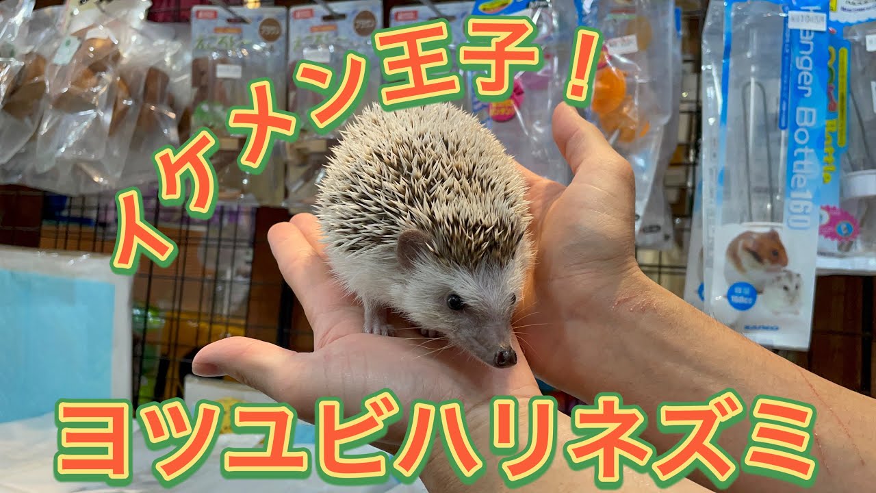可愛いヨツユビハリネズミ！(熱帯倶楽部 東川口本店) - YouTube