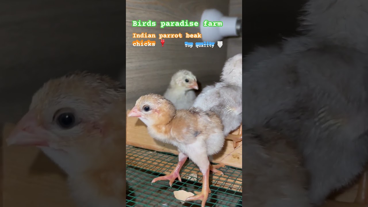 MashALLAH 🤍 new hatch of indian parrot beak ❣️ 