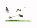 Energy Flow in Ecosystems Through Food Chains and Food Webs