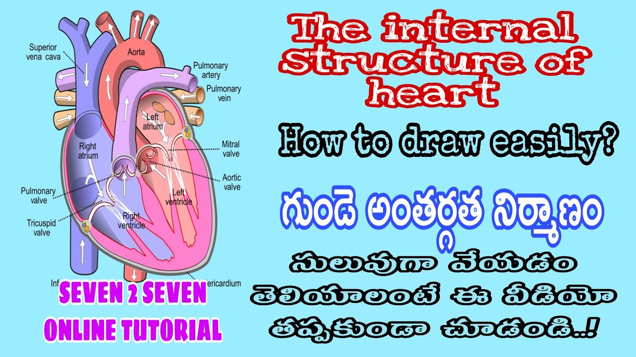 HEART DIAGRAM - Easy to draw the internal structure of heart - YouTube
