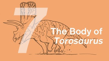 07 Th Body of Torosaurus | Join ZHAO Chuang in Drawing Torosaurus Aubrey & Dabei