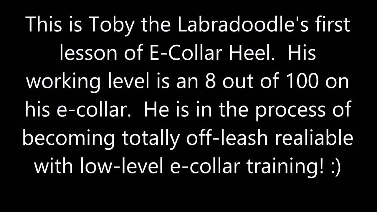 Teaching ECollar Heel to Labradoodle for OffLeash Reliability Take