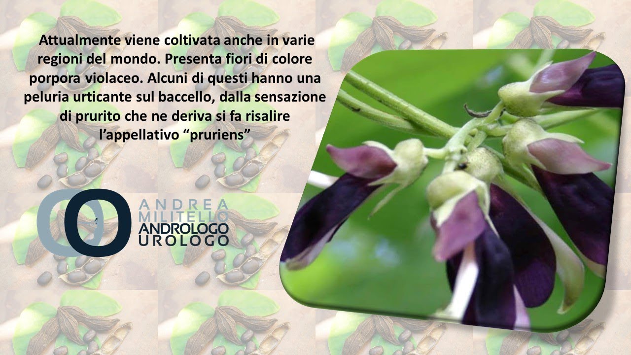 mucuna pruriens per disfunzione erettile