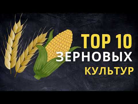 Toп - 10 ЗЕРНОВЫХ КУЛЬТУР