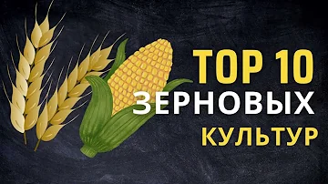 Toп - 10 ЗЕРНОВЫХ КУЛЬТУР