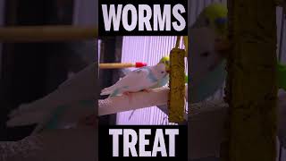 budgies eating worms #shorts