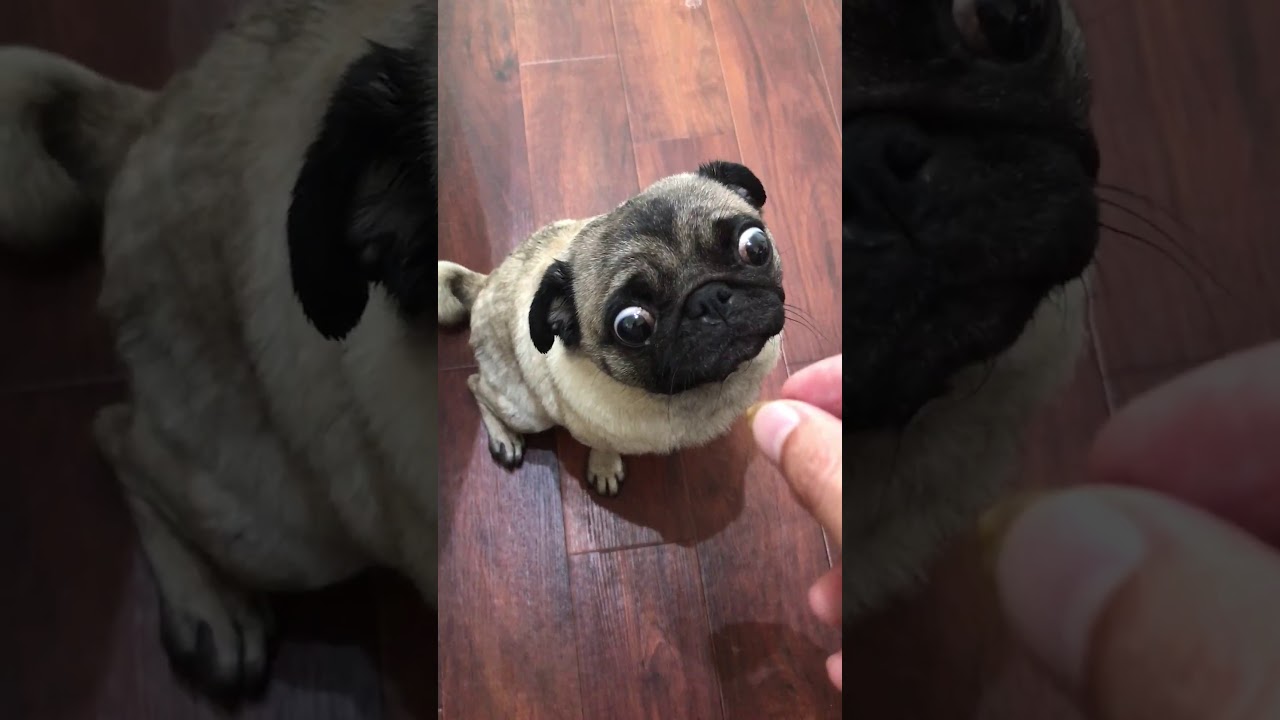 面白い動画 かわいい犬 かわいいパグ 動画 やっとたった Youtube