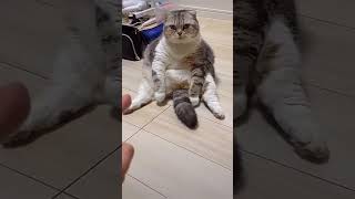 Toooo…Oooo Funny😂😂The Cute Silly Cats's Reaction #Cat #Cutecat #Sillycat #Funnycats #Shortsfeed