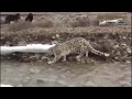 Snow leopard meet tibetan mastiffs