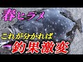 【釣果倍増の極意】春ヒラメはこうやればもっと釣れる！攻略のキモを基礎から徹底解説