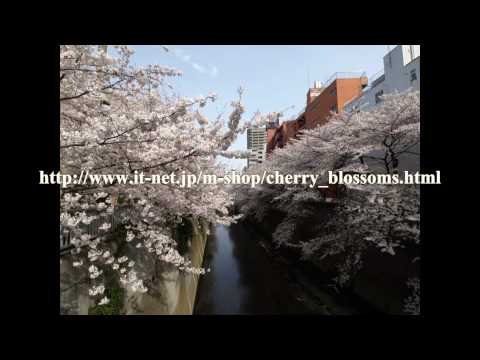 江戸川公園の桜　2009年 (平成21年)
