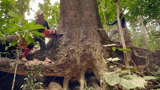 Tall and slippery... Amazing skill of cutting down dangerous trembesi tree.