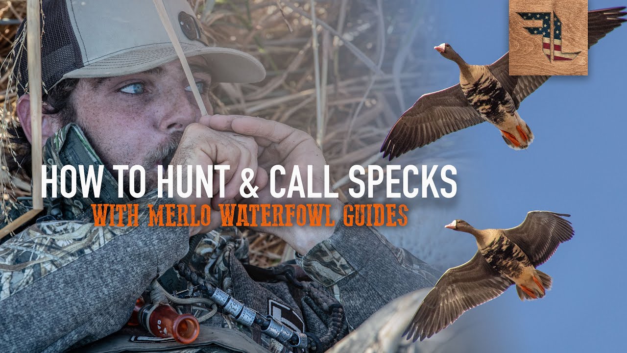 How to Hunt & Call Specklebelly Geese