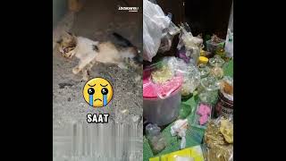 lidah kucing #shorts