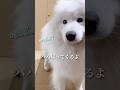 【大絶叫】大好きなパパのお出迎えのはずがとんでもないことに… #サモエド #samoyed #生きたぬいぐるみ