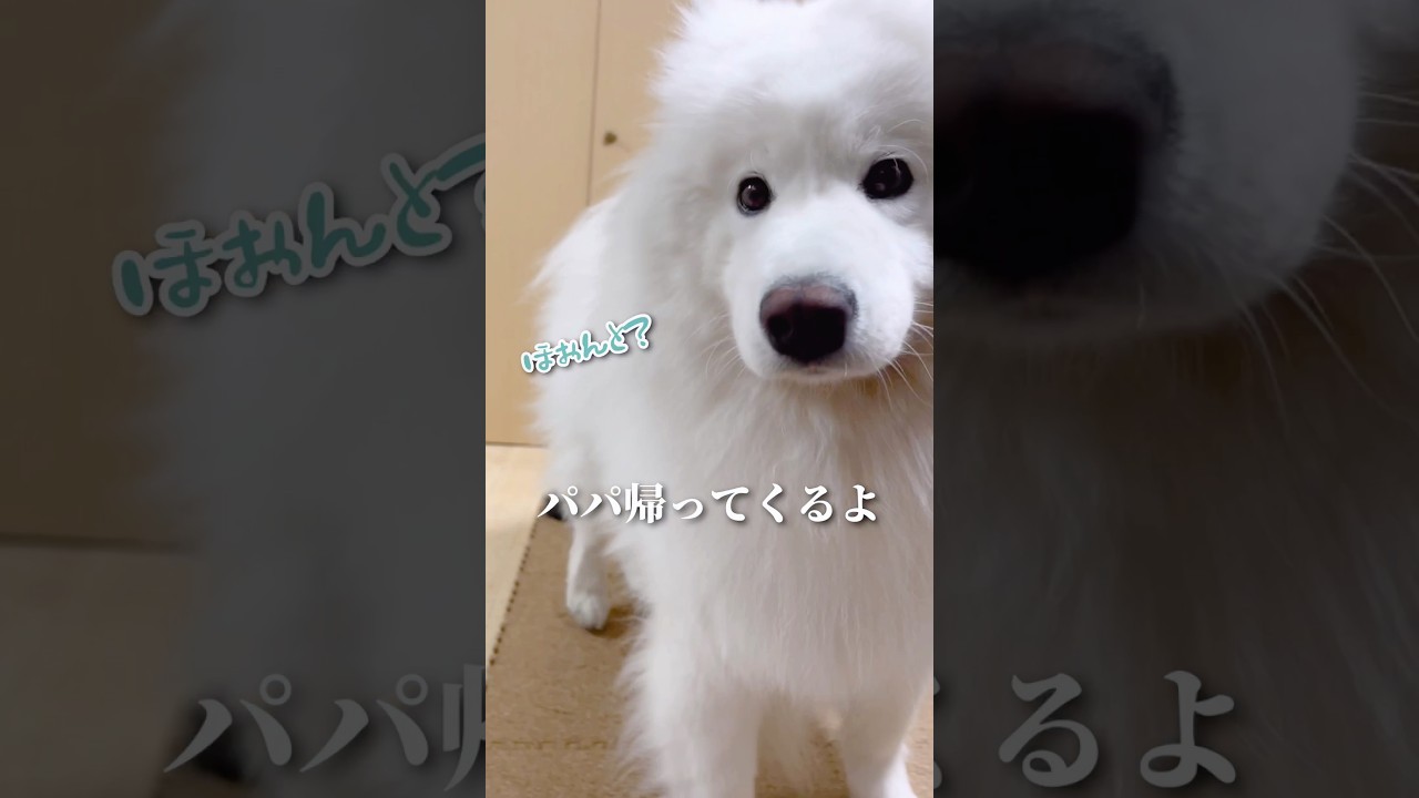 大絶叫】大好きなパパのお出迎えのはずがとんでもないことに