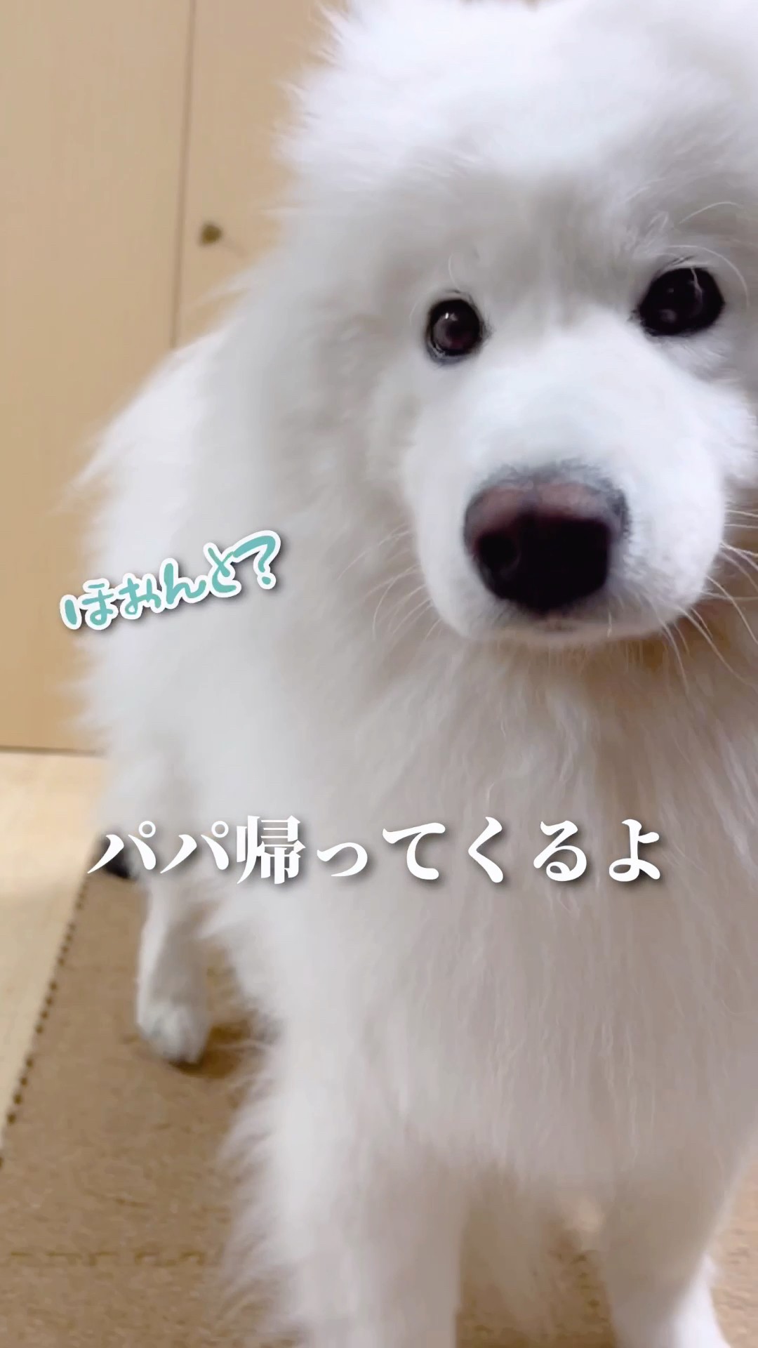 サモエドパパ 大絶叫】大好きなパパのお出迎えのはずがとんでもないことに