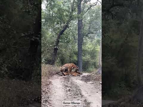 A rare sight  🐅#tiger #mating #kanhanationalpark #aarzookhurana #shortvideo  #wildlife #short