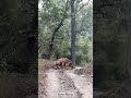 ایک نایاب منظر Tiger Mating Kanhanationalpark Aarzookhurana Shortvideo Wildlife Short 
