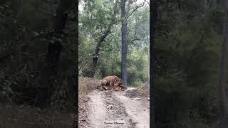 A rare sight  🐅#tiger #mating #kanhanationalpark #aarzookhurana #shortvideo  #wildlife #short screenshot 5