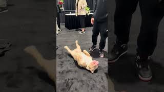 What we want him to do vs what he wants 🤣 #americanbully #dog @theBullyPham