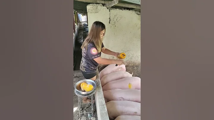 mix fruit feeding #farmer #pig #hogger #pigbreeding #farming #pigfeed #pigfarming