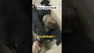 I ordered ONE puppy… 📦
