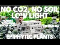 Low-Tech Planted Aquarium: Thriving Plants Without Soil and CO2