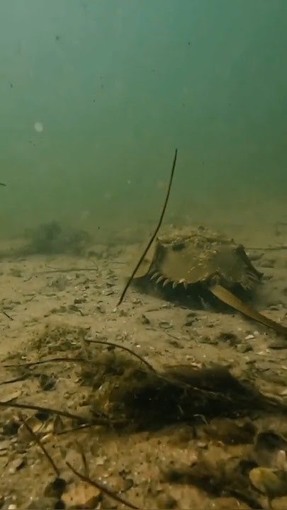 H is for Horseshoe Crab – The Living Fossil! #animaljourney #atozanimals #animals
