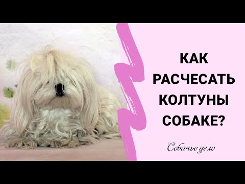 Как расчесать колтуны у собаки?