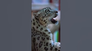 کرومات قرآن ولسوف يعطيك ربك فترضى)كروما  سوداء قرآن كريمالقارئ ماهر المعيقلي