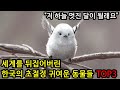 세계를 뒤집어버린 한국의 초절정 귀여운 동물들 TOP3