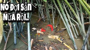 Tập 72 - Câu Cá Rô Đồng Mùa Nước Nổi Trúng Mớ Rô Mề Mập Ú Kho Mắm Quá Ngon Luôn