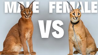 Male Caracal Cat VS Female Caracal Cat - Compare and Contrast by CATS NOW 1,496 views 6 months ago 4 minutes, 56 seconds